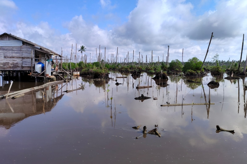 Kepiting, Lobster, dan Udang Jadi Ancaman Rehabilitasi Mangrove