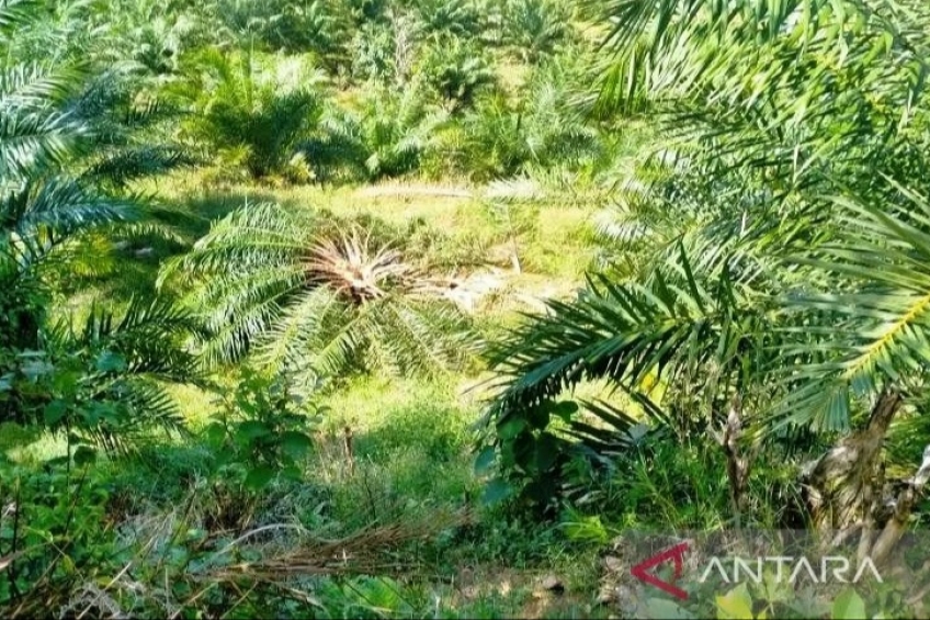 Kawanan Gajah Hancurkan Kebun Sawit Warga di Pedalaman