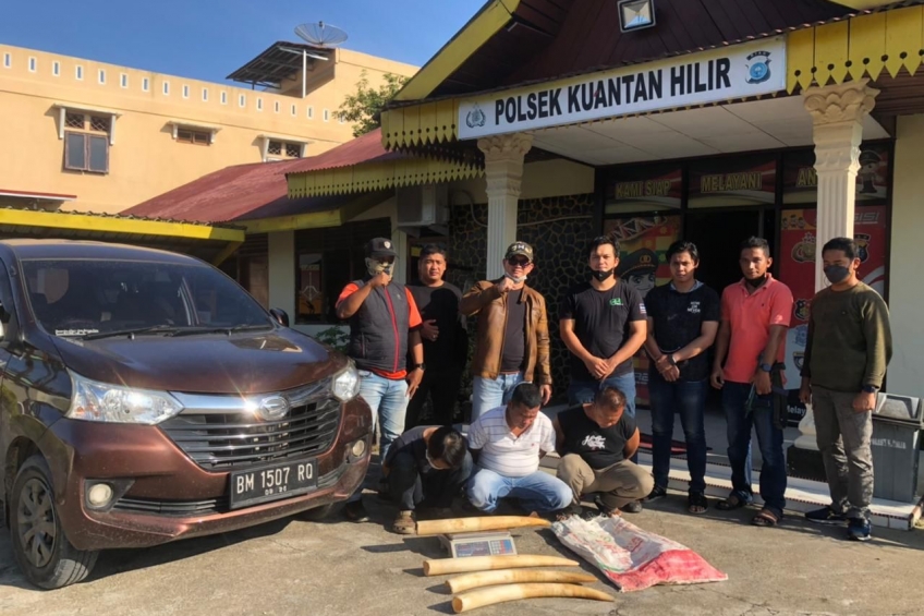 Penjual 4 Gading Gajah di Riau Ditangkap Polisi