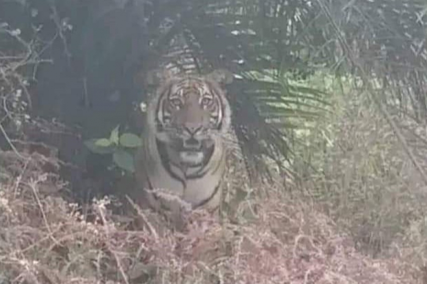 Harimau Mengintip di Pohon Sawit, Warga Mandau Ketakutan