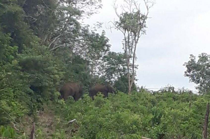Ada Gajah Liar, Petani Sawit Takut ke Kebun