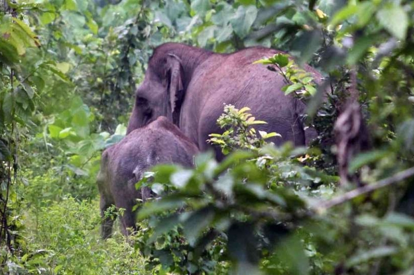 BBKSDA Translokasi Gajah Liar yang Rusak Kebun Sawit Warga Inhu