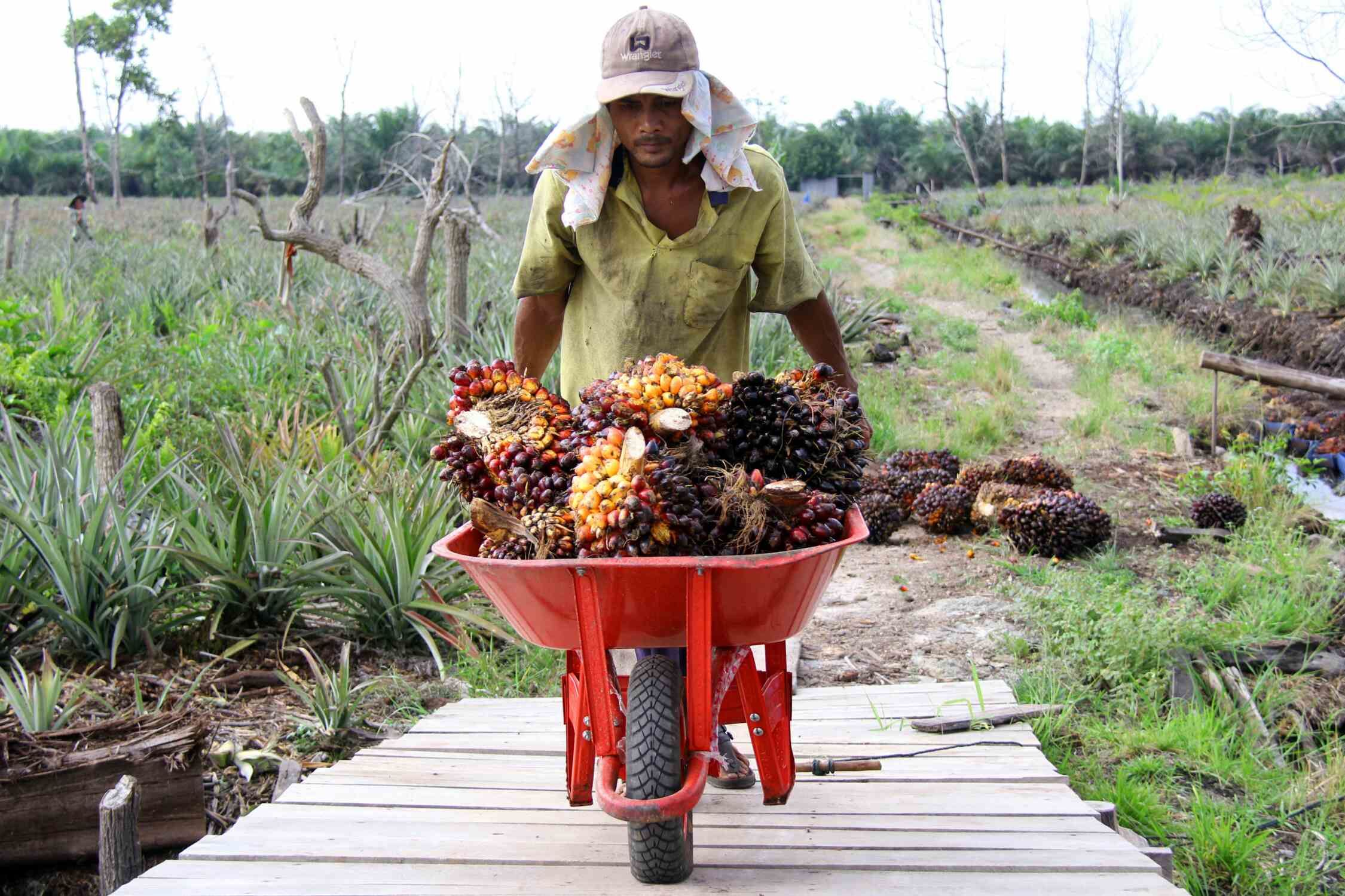 Produksi Minyak Sawit Tahun Ini Masih Kondusif 1406