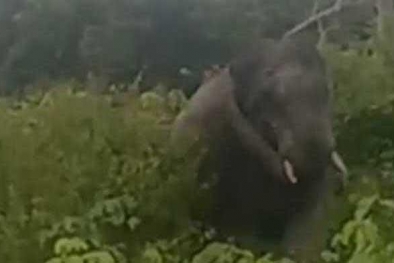 BBKSDA Riau Kirim Tim Tangani Gajah yang Rusak Kebun Sawit Warga
