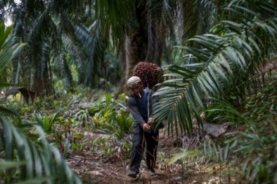 Larangan Ekspor CPO Bikin Petani Menderita, SAMADE Riau: Pak Presiden, Cabut Saja!