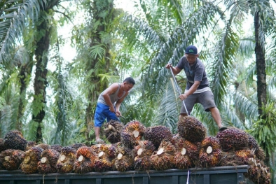 Petani Apresiasi Langkah Gubernur Riau Kumpulkan Pengusaha dan Asosiasi Sawit